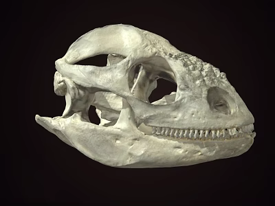 Ancient Dinosaur Skull Fossil With Detailed Bone Structure And Sharp Teeth 3d model