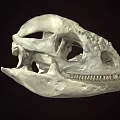 Ancient Dinosaur Skull Fossil With Detailed Bone Structure And Sharp Teeth 3d model