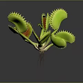 Venus Flytrap Household Plant With Green Leaves Red Interior And Pest Control Function