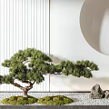 Artistic Bonsai Tree with Green Pine Foliage Moss Pebbles and Rocks on Decorative Wall Background