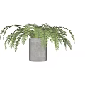 Potted Fern Plant in Gray Cylindrical Pot with Lush Green Fronds for Indoor Decorative