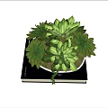 Green Succulent Bonsai Potted Plant in White Bowl Pot on Black Book