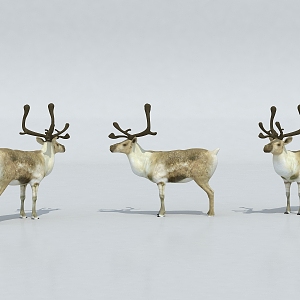 deer caribou large deer 3d model