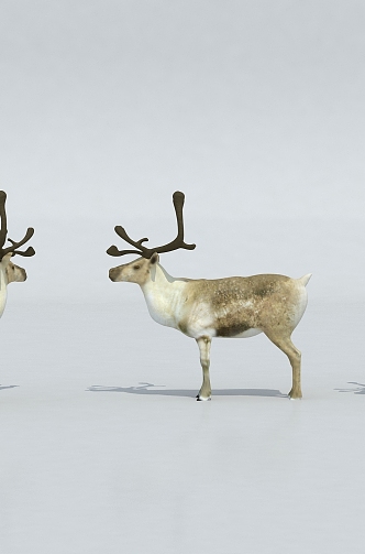 deer caribou large deer 3d model