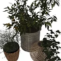 Decorative Ornament Set With Green Leaf Plants In Wicker Baskets And Braided Pots