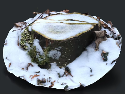 Natural Tree Stump Covered With Snow Fallen Leaves And Green Moss In Winter 3d model