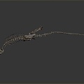 Modern Fossil Dinosaur Skeleton 3d model