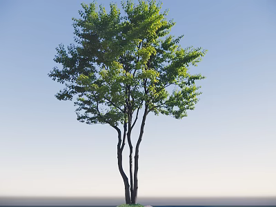 Arbor With Green Leaves And Multiple Trunks Against Blue Sky Background 3d model