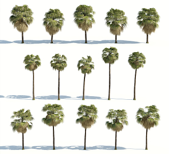 Modern Palm Tree 3d model