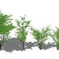 Various Arbor Trees Displayed With Human Silhouette And Green Foliage 3d model