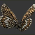 Vibrant Orange And White Patterned Butterfly Wings On Gray Background With Reflection