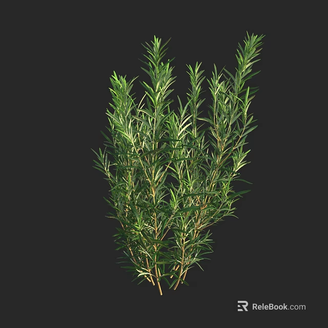 Fresh Aromatic Rosemary Herb Plant With Green Leaves And Lush Foliage 3d model 