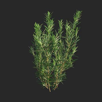 Fresh Aromatic Rosemary Herb Plant With Green Leaves And Lush Foliage 3d model