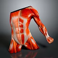 Realistic Human Muscle Anatomy Model Displaying Torso And Arm Muscle Details