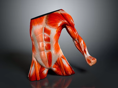 Realistic Human Muscle Anatomy Model Displaying Torso And Arm Muscle Details 3d model