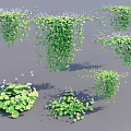 Lush Green Hanging Basket Plants With Trailing Vines And Small White Flowers