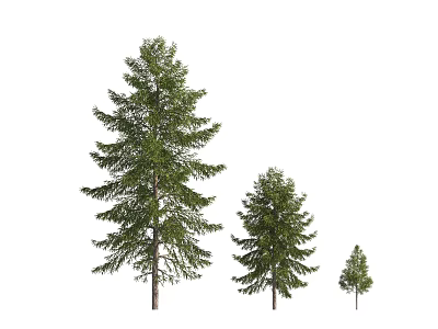 Coniferous Trees in Three Sizes with Evergreen Foliage Isolated on White Background 3d model