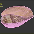 Colorful Conch Shell With Brown White Stripes And Orange Interior