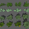 Various Fresh Green Vegetables With Different Leaf Shapes Arranged On Black Background