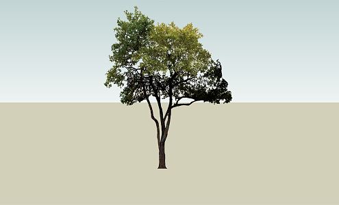 Modern Trees Plants Landscape Trees 3d model