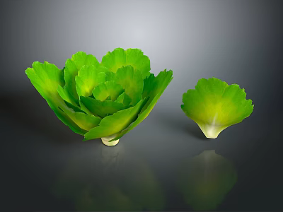 Fresh Green Lettuce Two Large And Small On Gray Background With Reflections 3d model