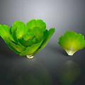 Fresh Green Lettuce Two Large And Small On Gray Background With Reflections