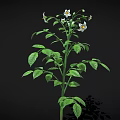 Potato Plant With Green Leaves White Flowers And Underground Tubers Growth