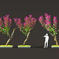 Vibrant Purple Bougainvillea Plants With Curved Trunks Green Leaves And Standing Figure