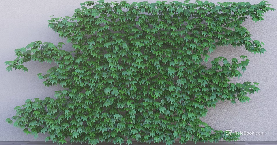 Lush Green Ivy Vines Covering Exterior Wall With Dense Foliage And Natural Decoration 3d model 