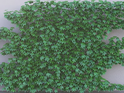 Lush Green Ivy Vines Covering Exterior Wall With Dense Foliage And Natural Decoration 3d model