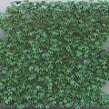 Lush Green Ivy Vines Covering Exterior Wall With Dense Foliage And Natural Decoration
