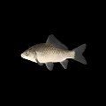 Single Aquatic Fish Swimming Underwater With Black Background And Smooth Scales