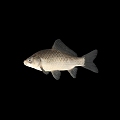 Aquatic animal Carassius auratus 3d model