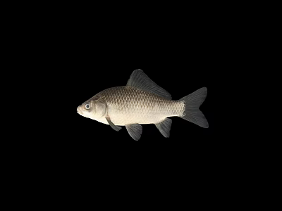 Single Aquatic Fish Swimming Underwater With Black Background And Smooth Scales 3d model