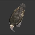 Vulture Flying Animal Taxidermy Specimen On White Base With Dark Background And Feathers