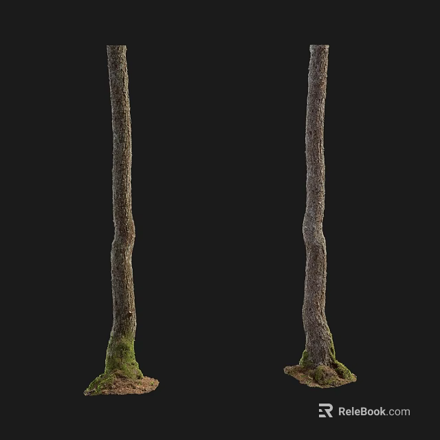 Tall Arbor Trunks With Rough Bark And Green Moss At The Base 3d model 