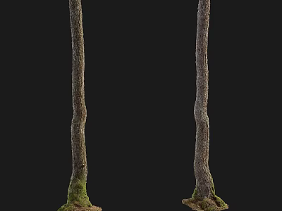 Tall Arbor Trunks With Rough Bark And Green Moss At The Base 3d model