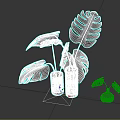 Monstera Plants With Green Leaves In Glass Vases Of Different Sizes And Water