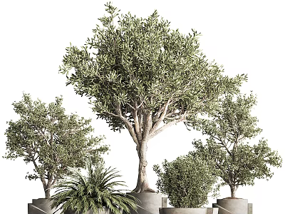 Bonsai Potted Plants With Lush Green Leaves Various Sizes And Stylish Pots 3d model