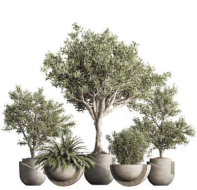 Bonsai Potted Plants With Lush Green Leaves Various Sizes And Stylish Pots 3d model