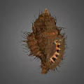 Decorative Shell Ornament Set With Natural Texture And Brown Exterior For Home