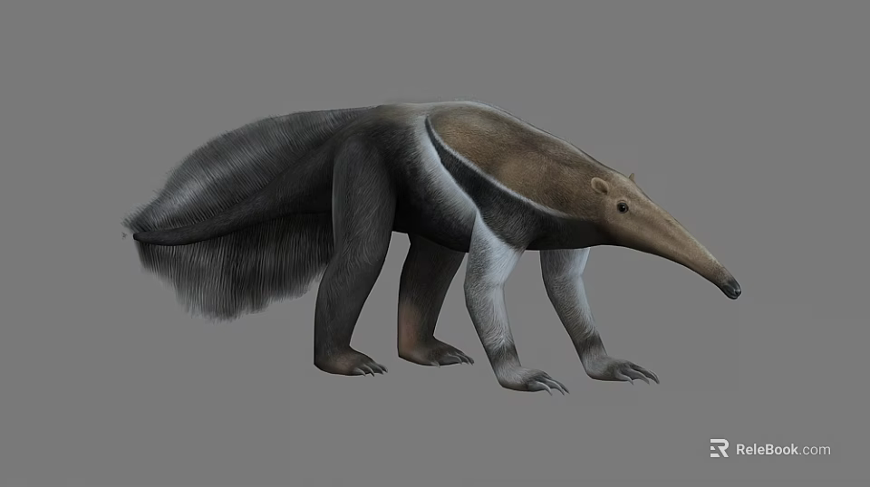 Anteater 3D Model Featuring Long Snout and Shaggy Fur in Standing Stance 3d model 