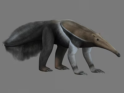 Anteater 3D Model Featuring Long Snout and Shaggy Fur in Standing Stance 3d model