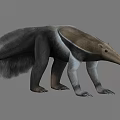 Anteater 3D Model Featuring Long Snout and Shaggy Fur in Standing Stance