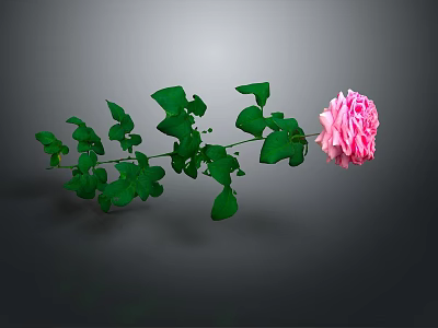 Beautiful Pink Rose Plant With Fresh Green Leaves On Slender Stem 3d model