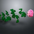 Beautiful Pink Rose Plant With Fresh Green Leaves On Slender Stem