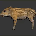 Baby Wild Boar with Orange Yellow Stripes Standing on Dark Background with Reflection