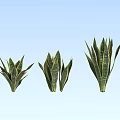 Three Snake Plants of Various Sizes Showcased Against Light Blue Background