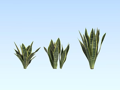 Three Snake Plants of Various Sizes Showcased Against Light Blue Background 3d model