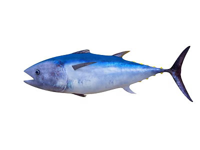 Fresh Whole Bluefin Tuna Fish With Silver Body And Dark Tail Fins 3d model